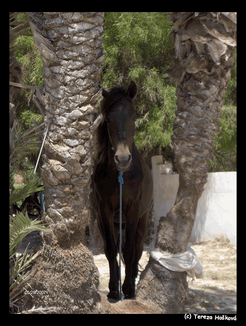 Djerba-099.gif