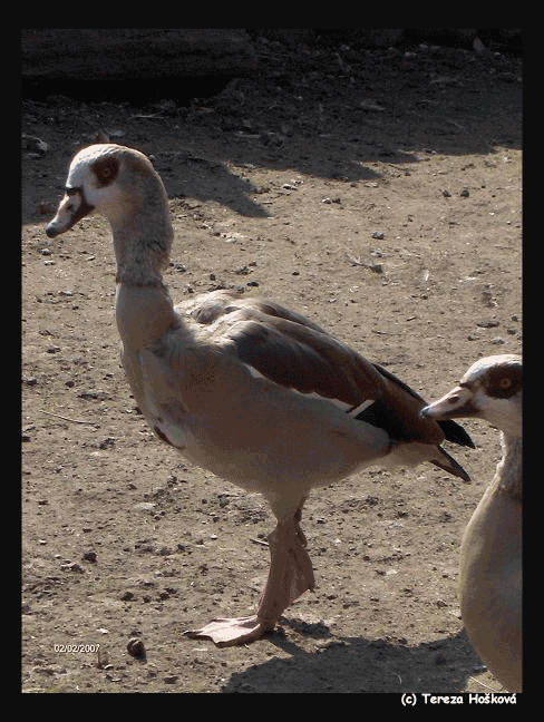 Snímek-145.gif
